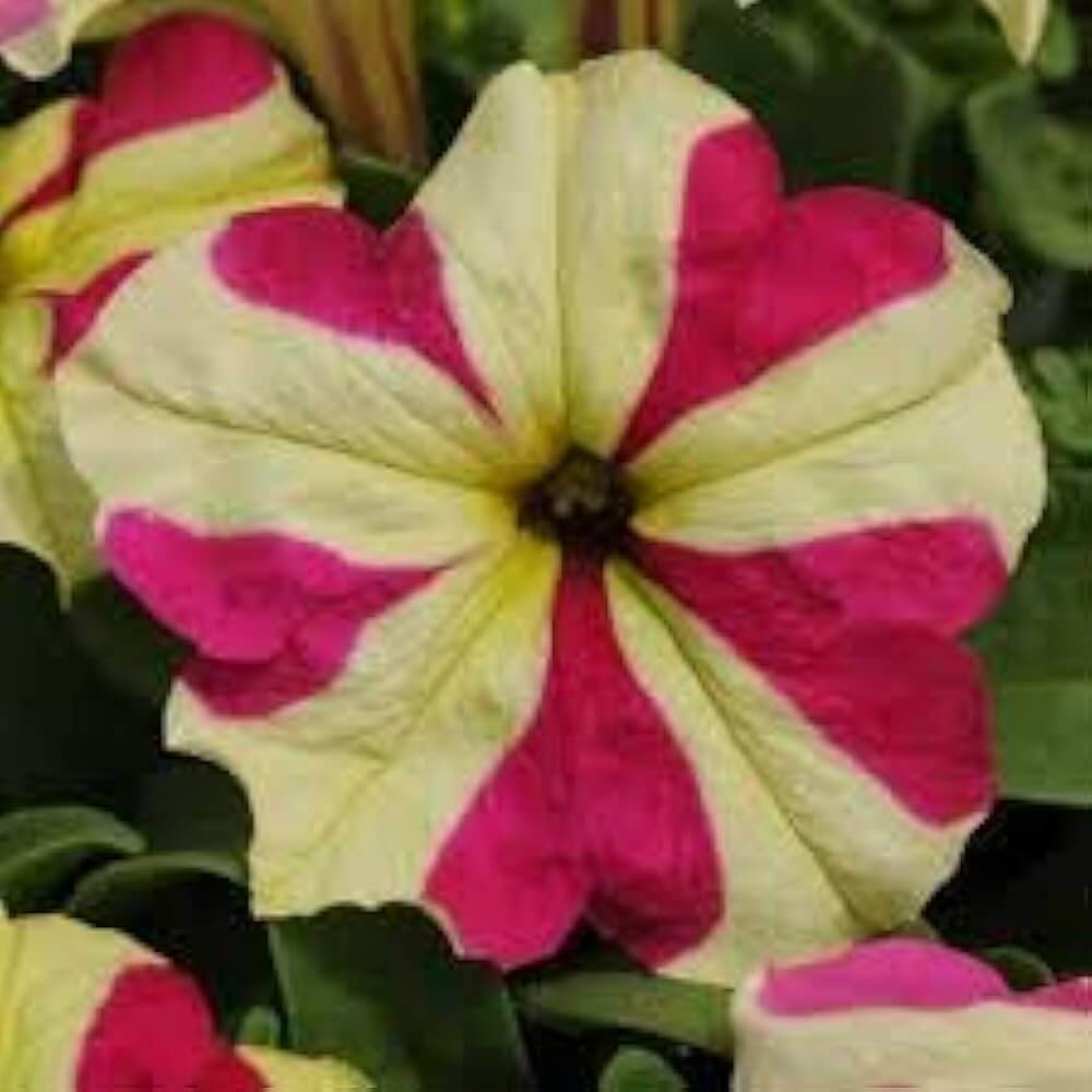 Petunia Seeds – Red & Yellow