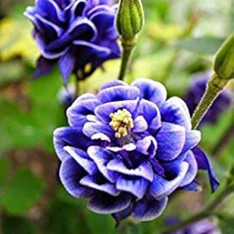 Petunia Seeds – Double Petunia