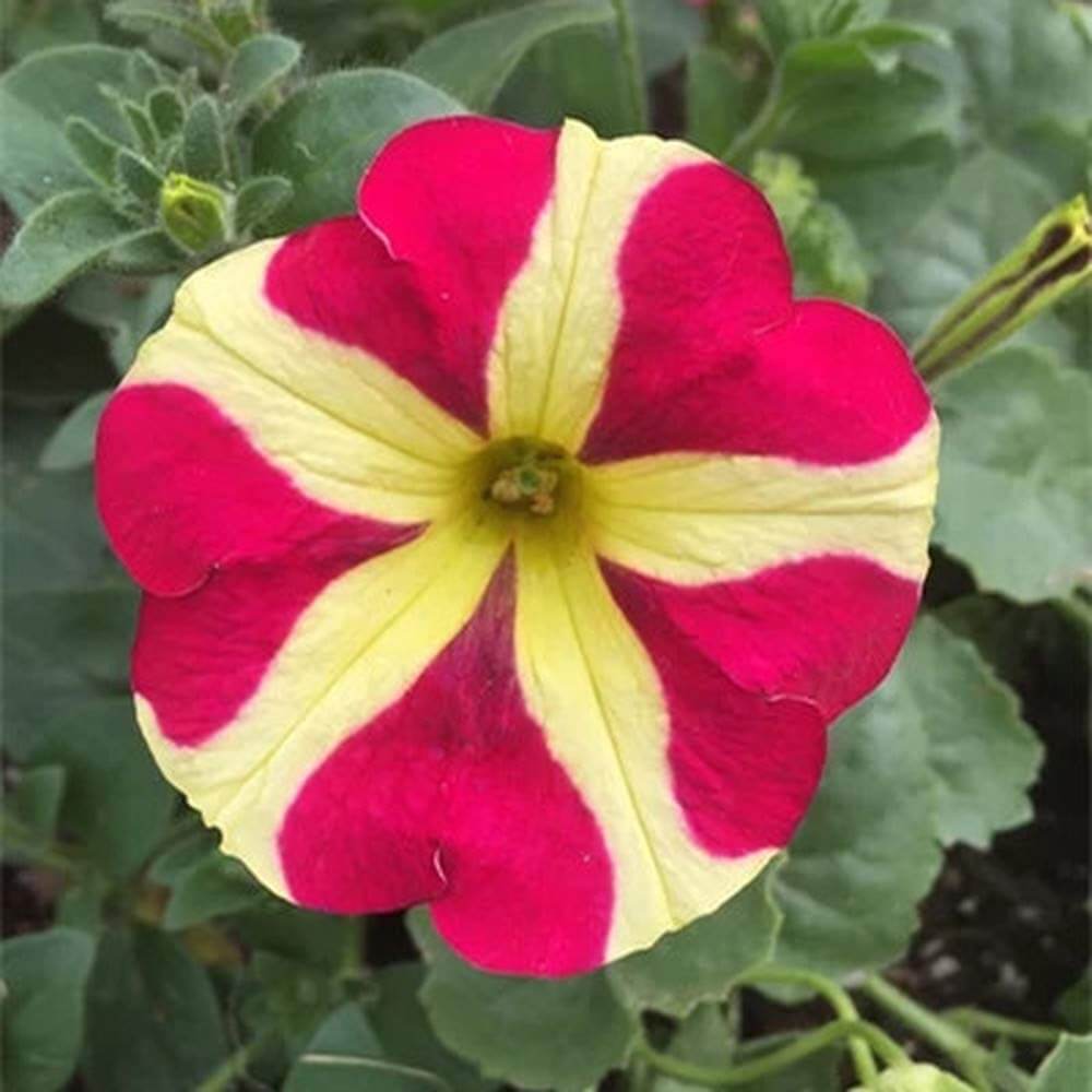 Petunia Seeds – Red & Yellow