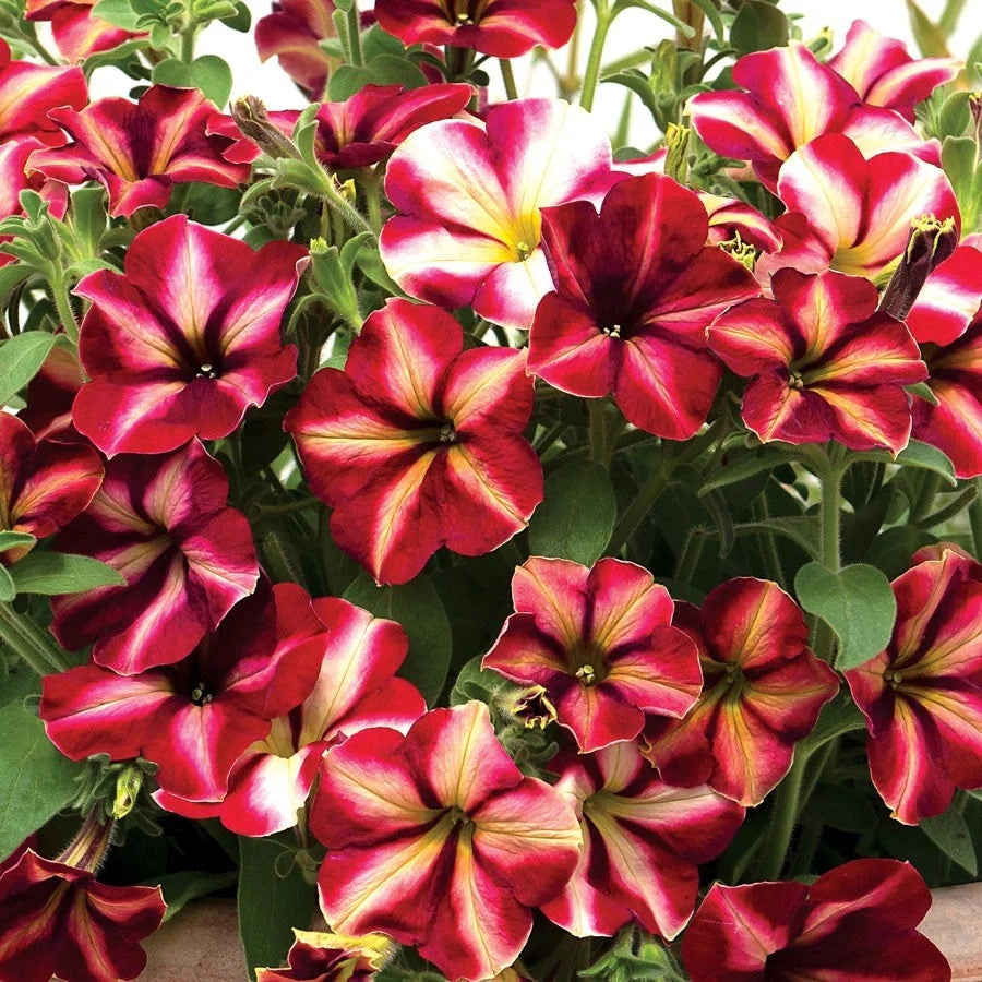 Petunia Seeds – Supercascade 