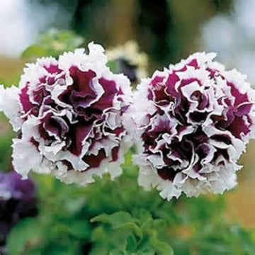 Petunia Seeds – Violet Double