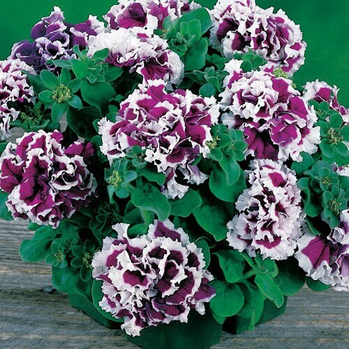 Petunia Seeds – Violet Double