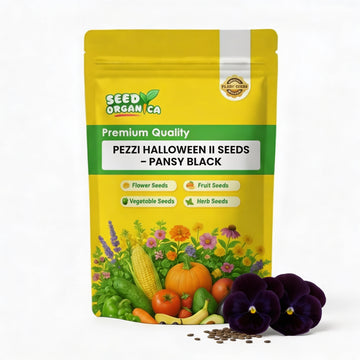 Pezzi Halloween II Seeds – Pansy Black