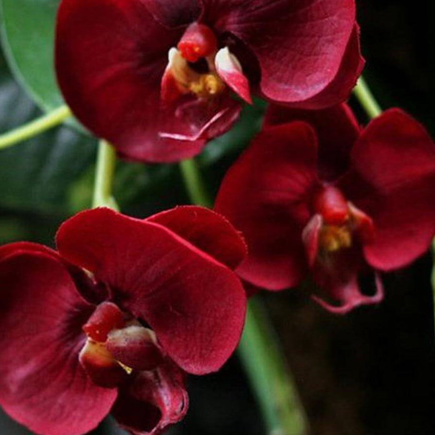 Phalaenopsis Orchid Seeds – Deep Red