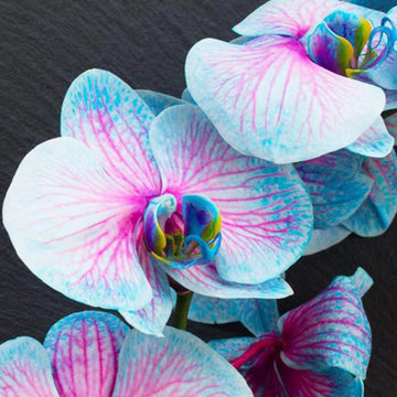 Phalaenopsis Orchid Seeds – Blue & Pink