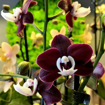 Phalaenopsis Orchid Seeds – Chocolate