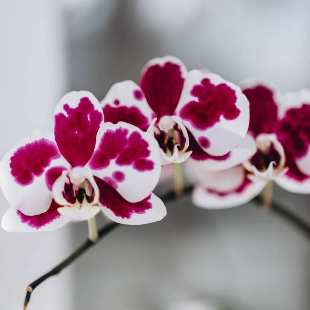Phalaenopsis Orchid Seeds – White Red