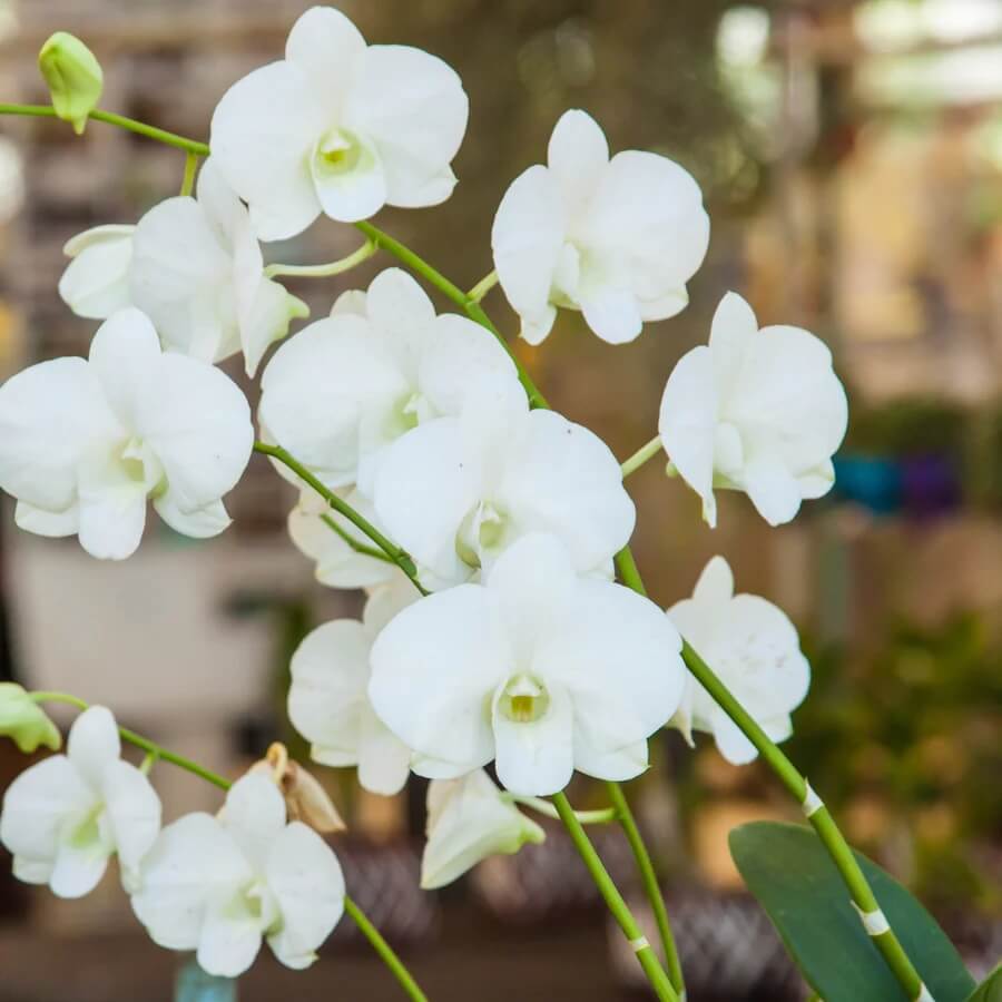 Phalaenopsis Orchid Seeds – White