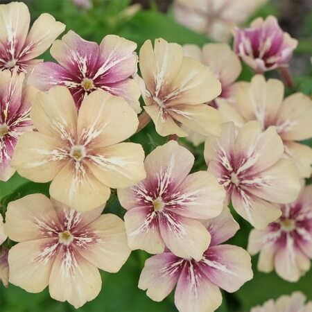 Phlox Seeds – Crème Brulee