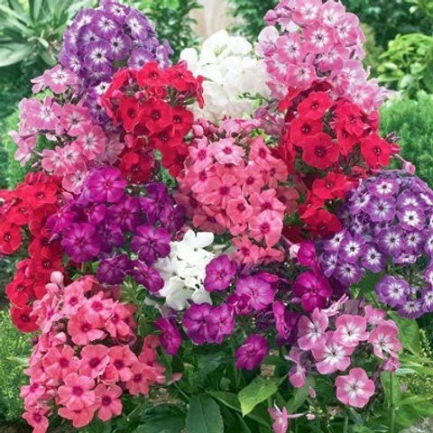 Phlox Seeds – Mix