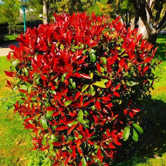 Photinia Seeds