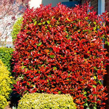 Photinia Serrulata Seeds