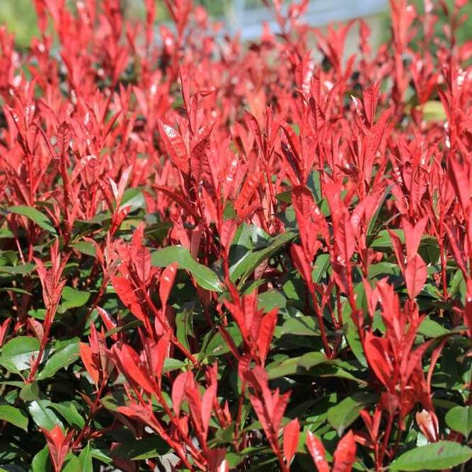 Photinia Serrulata Seeds