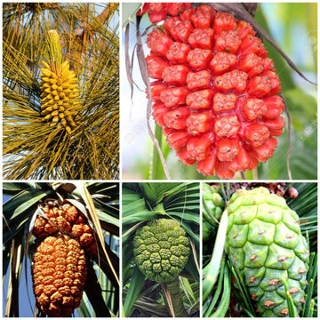 Pine Seeds - All In One For Home Gardens