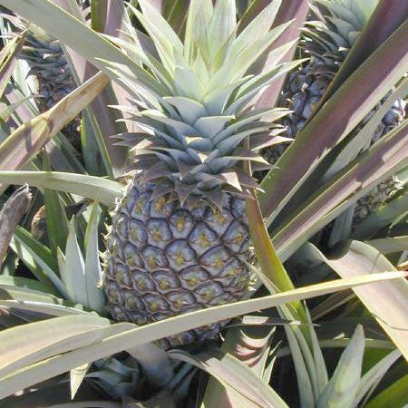 Pineapple Seeds – Ananas comosus