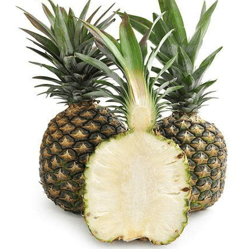 Pineapple Seeds – Ananas comosus