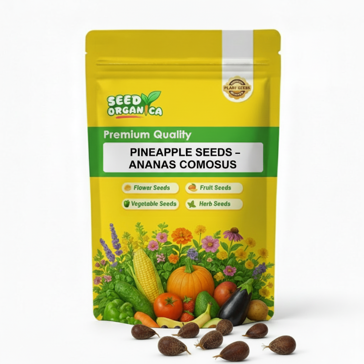Pineapple Seeds – Ananas comosus