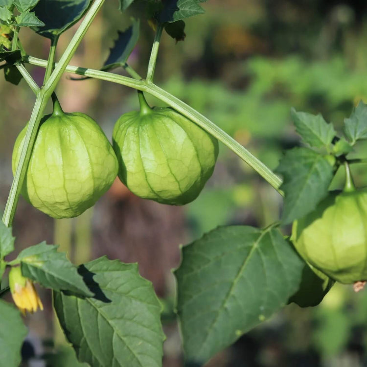 Pineapple Tomatillo Seeds - Fruit Plant