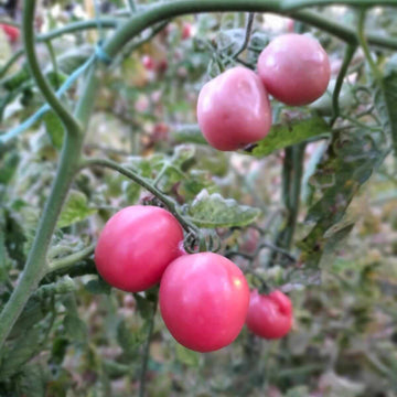 Pink Tomato Seeds – Vegetable Plant