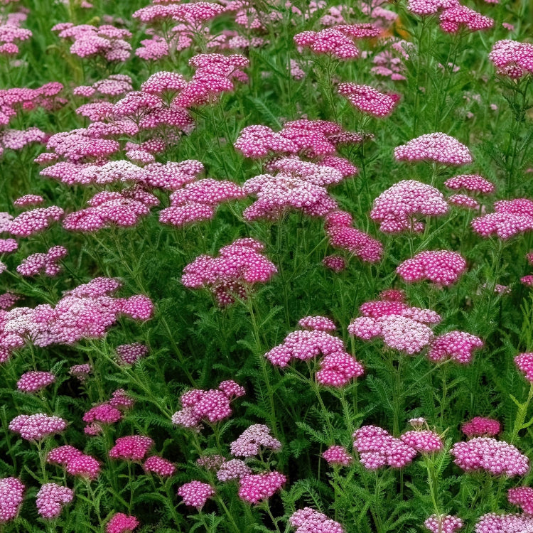 Pink Cerise Queen Yarrow Seeds - Flower Plant