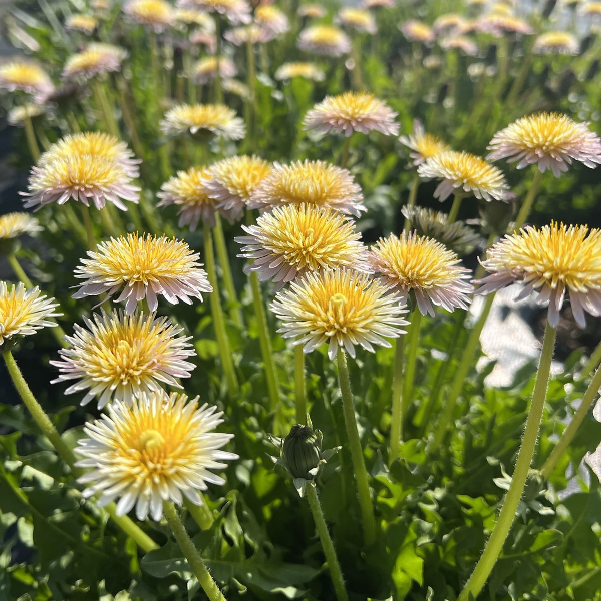 Pink Dandelion Seeds
