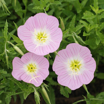 Pink Evening Primrose Seeds