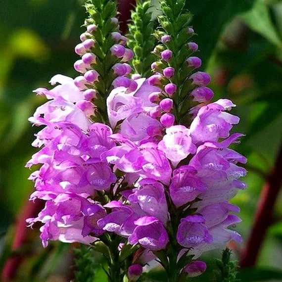 Pink False Dragonhead Seeds