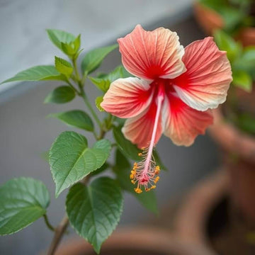 Pink Orange Hibiscus Seeds