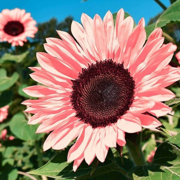 Pink Tectorum Rose Sunflower Seeds - Flower plant