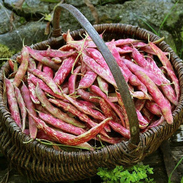 Pinto Bean Seeds