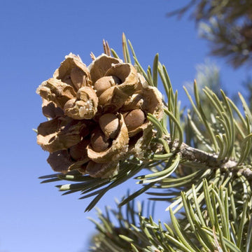 Pinyon Pine Seeds - Fruit Plant