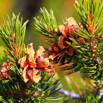 Pinyon Pine Seeds - Fruit Plant