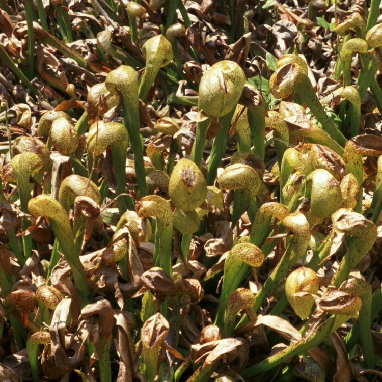 Pitcher Plant Cobra Lily Seeds