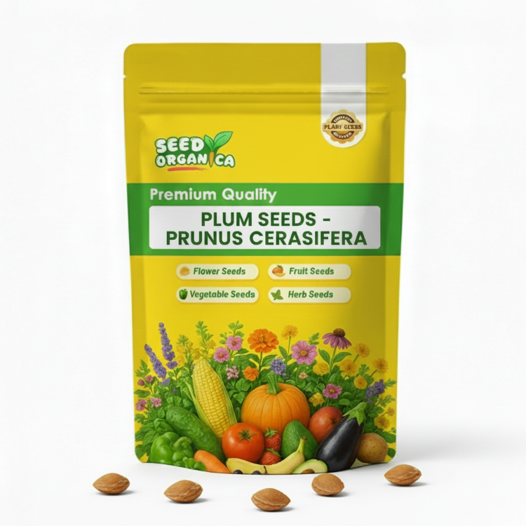 Plum Seeds- Prunus Cerasifera