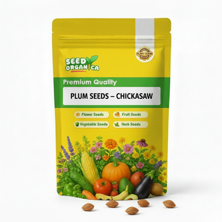 Plum Seeds – Chickasaw