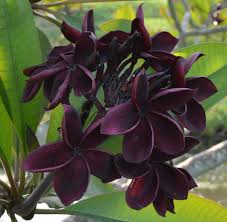 Plumeria Seeds (Frangipani) – Black