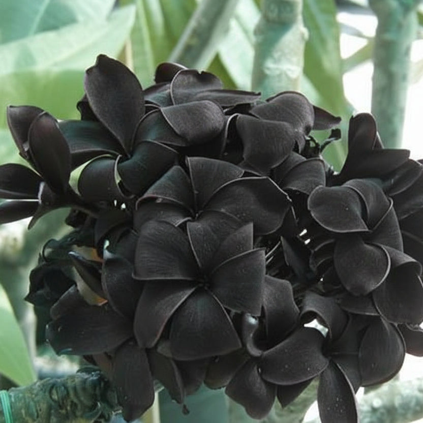 Plumeria Seeds (Frangipani) – Black