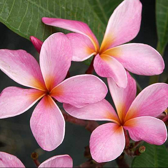 Plumeria Seeds (Frangipani) – Light Pink