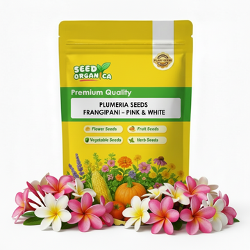 Plumeria Seeds Frangipani – Pink & White