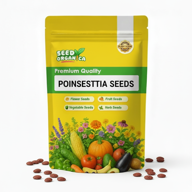 Poinsettia Seeds