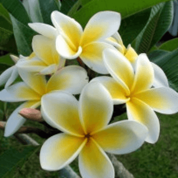 Polanisia Dodecandra Seeds – Wildflower Garden