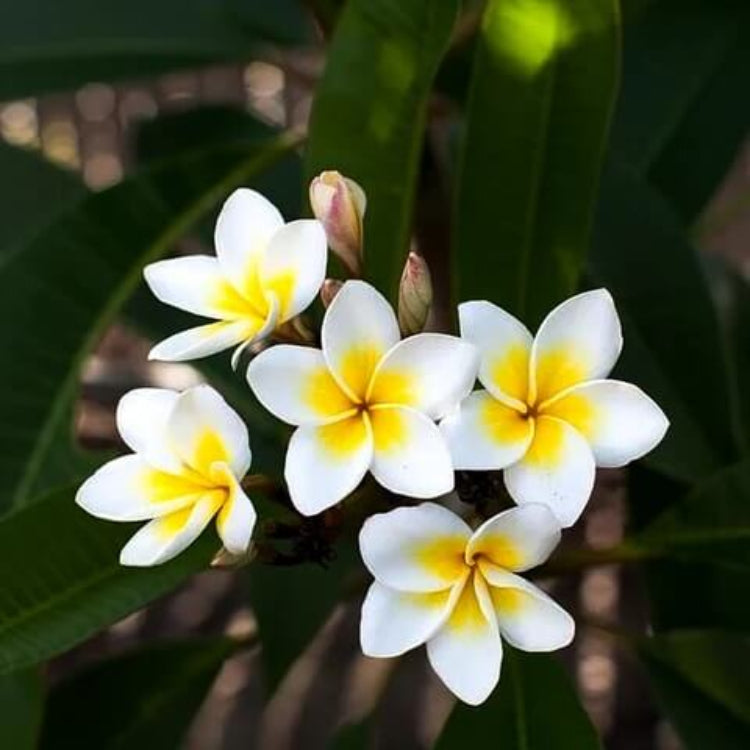 Polanisia Dodecandra  – Wildflower Garden Seeds