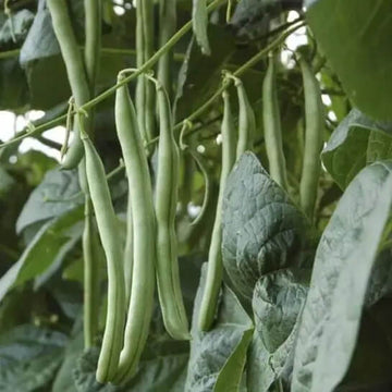 Pole Bean Seeds