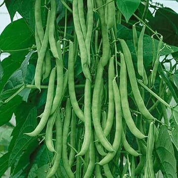 Pole Bean Seeds – Missouri Wonder