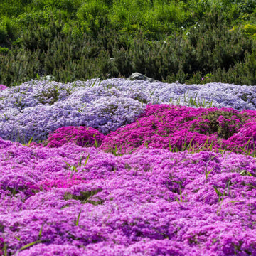 Pollinator Ground Cover Herb Seeds