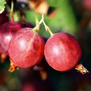 Poorman Red Gooseberry Seeds