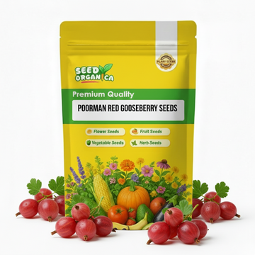 Poorman Red Gooseberry Seeds