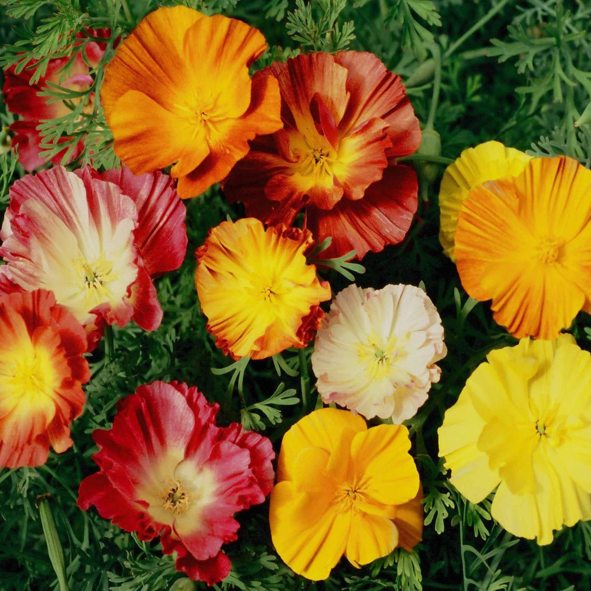Poppy Seeds – Ballerina Mix