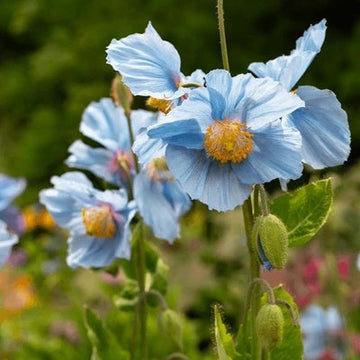 Poppy Seeds – Blue