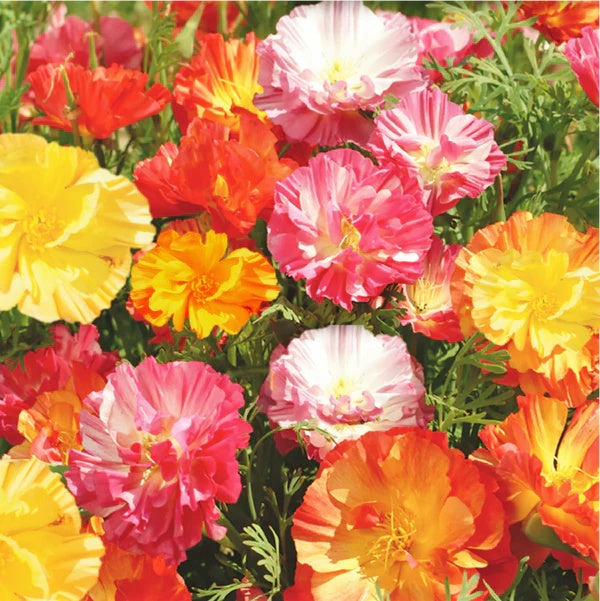 Poppy Seeds – Ballerina Mix